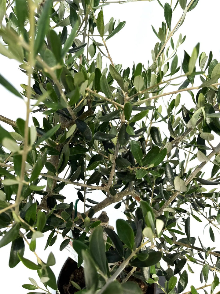 フラントイオ Mサイズ 約110cm NO.10230 オリーブの木 - 株式会社鶴亀園