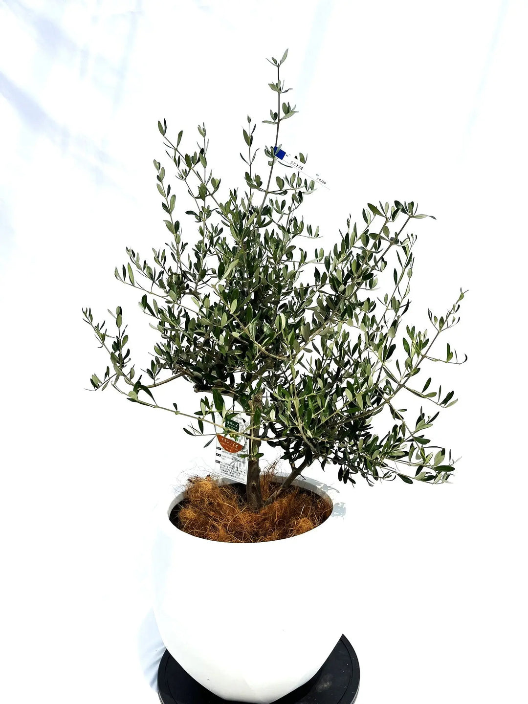 オリーブの木　260cm超え　プランターつき オリーブの木260cm超えプランターつき