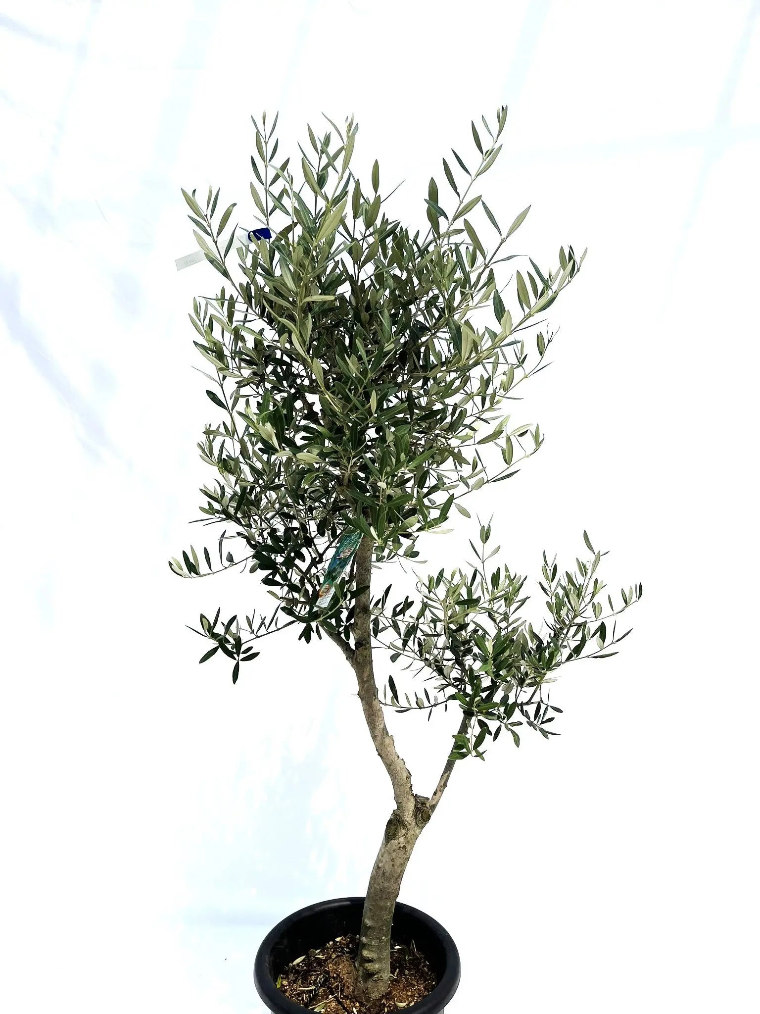 オリーブの木 アメリカン Lサイズ 約150cm NO.10231 オリーブの木 - 株式会社鶴亀園