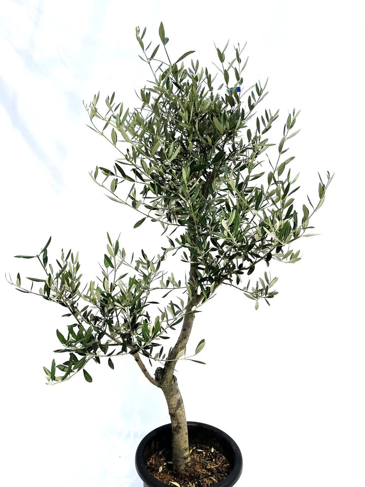 オリーブの木　シプレシーノ　約170cm　NO.1954　大型　現品掲載　古木 オリーブの木 シプレシーノ 約170cm NO.1954 大型 現品掲載 古木