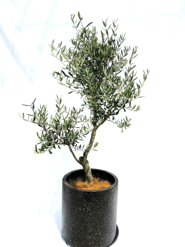 ぷりん　オリーブの木　アメリカン　太幹　植物 ぷりん オリーブの木 アメリカン 太幹 植物 ぷりん オリーブの木