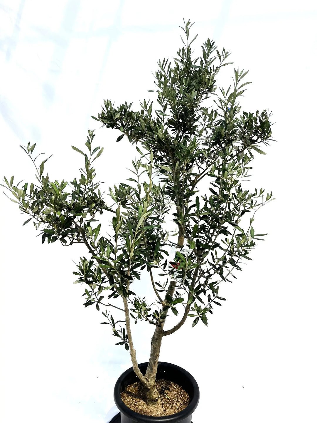 シプレシーノ Lサイズ 約160cm NO.10236 オリーブの木 - 株式会社鶴亀園