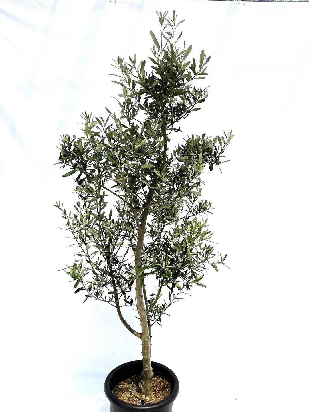 シプレシーノ Lサイズ 約160cm NO.10236 オリーブの木 - 株式会社鶴亀園