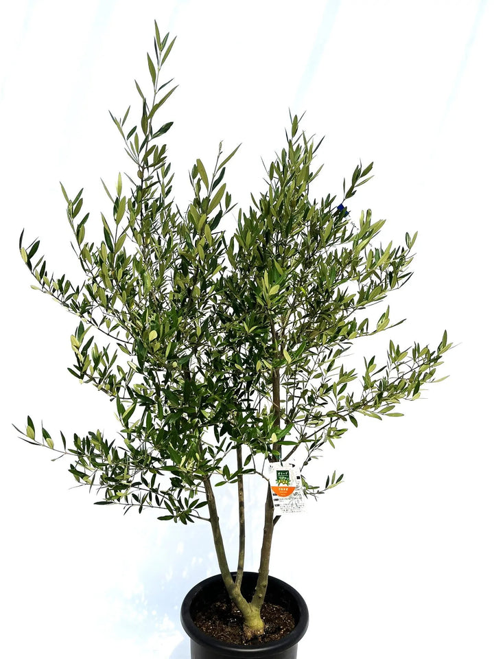 ひなかぜ Lサイズ 約150cm NO.10234 オリーブの木 - 株式会社鶴亀園