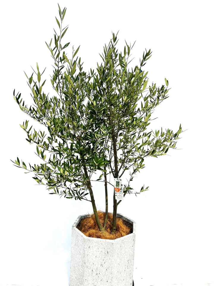 ひなかぜ Lサイズ 約150cm NO.10234 オリーブの木 - 株式会社鶴亀園