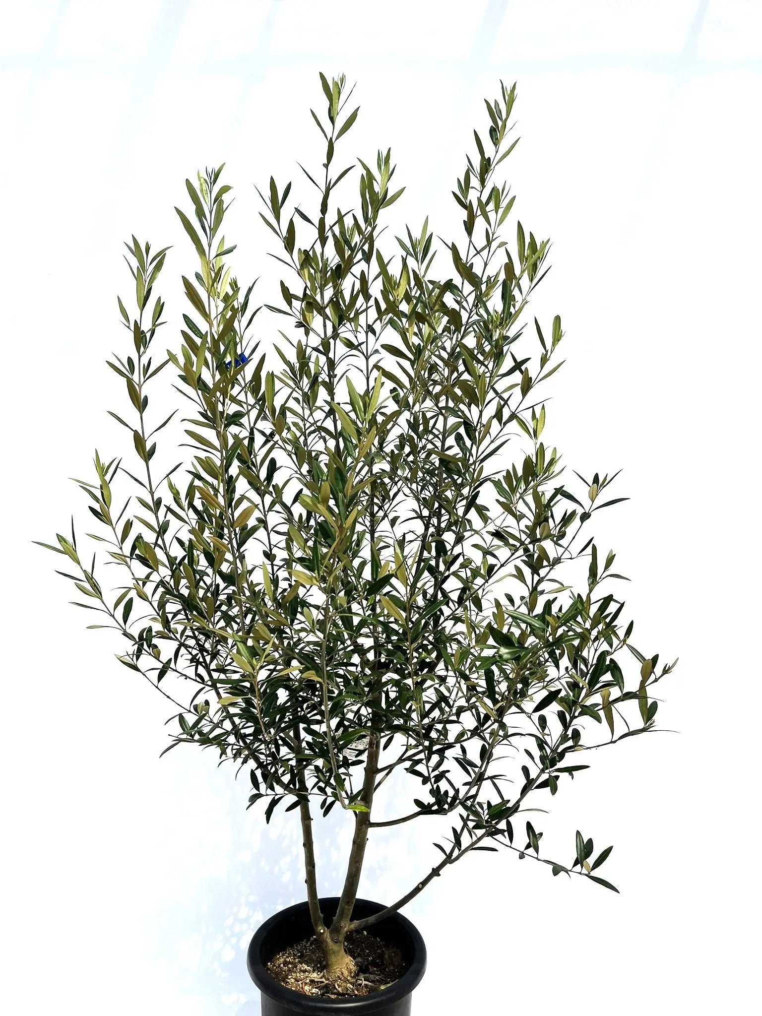 オリーブの木　ひなかぜ　10号　約170cm　NO.407　一点物 オリーブの木 ひなかぜ 10号 約170cm NO.407 一点物