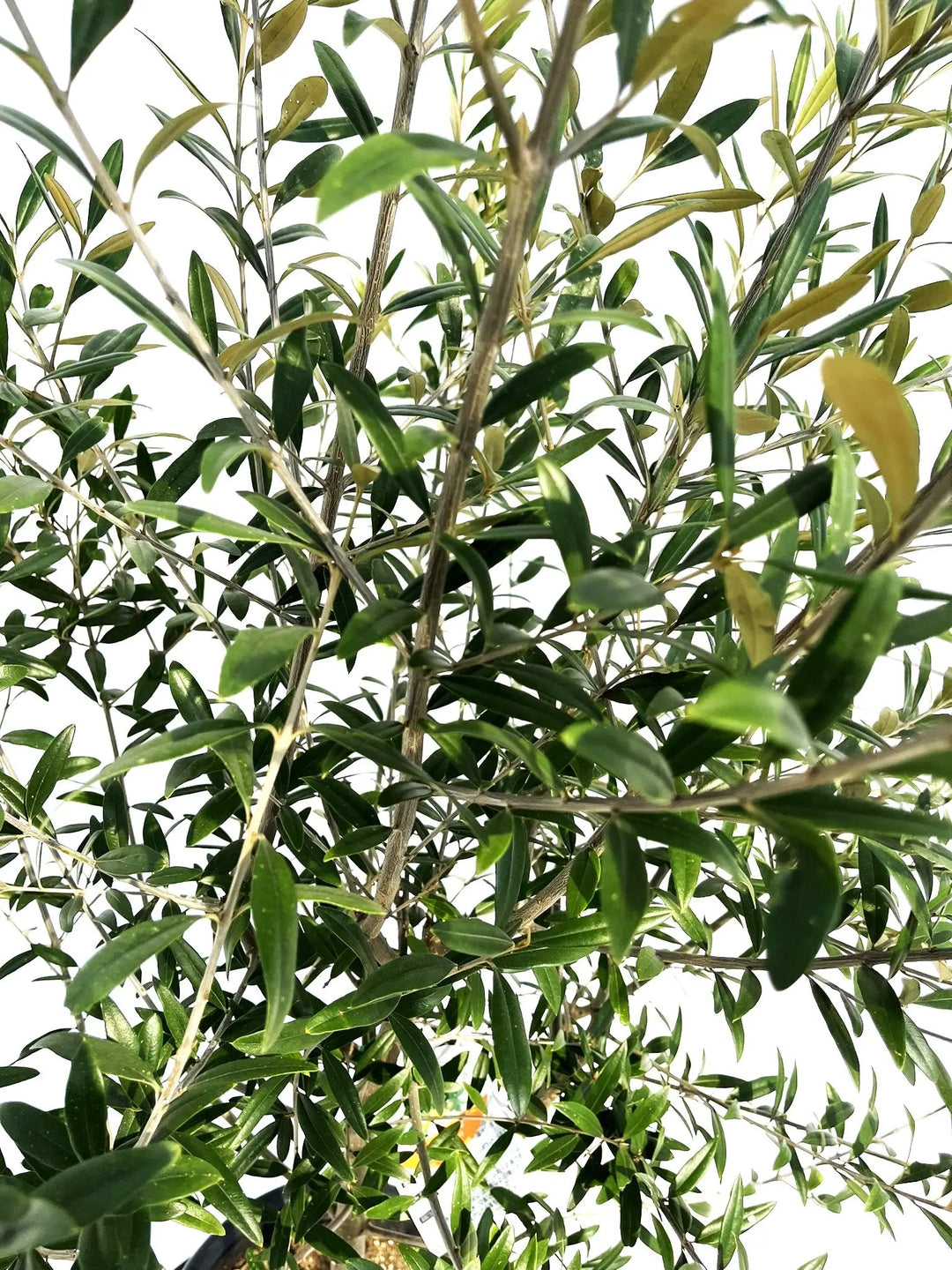 ひなかぜ Lサイズ 約170cm NO.10235 オリーブの木 - 株式会社鶴亀園