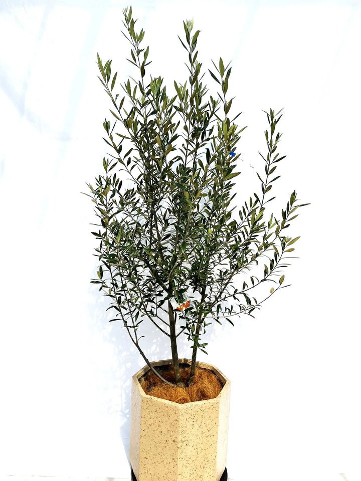 オリーブの木　ひなかぜ　8号　約170cm　NO.369　一点物 楽天市場】オリーブの木 ひなかぜ HINAKAZE 8号鉢（8寸鉢