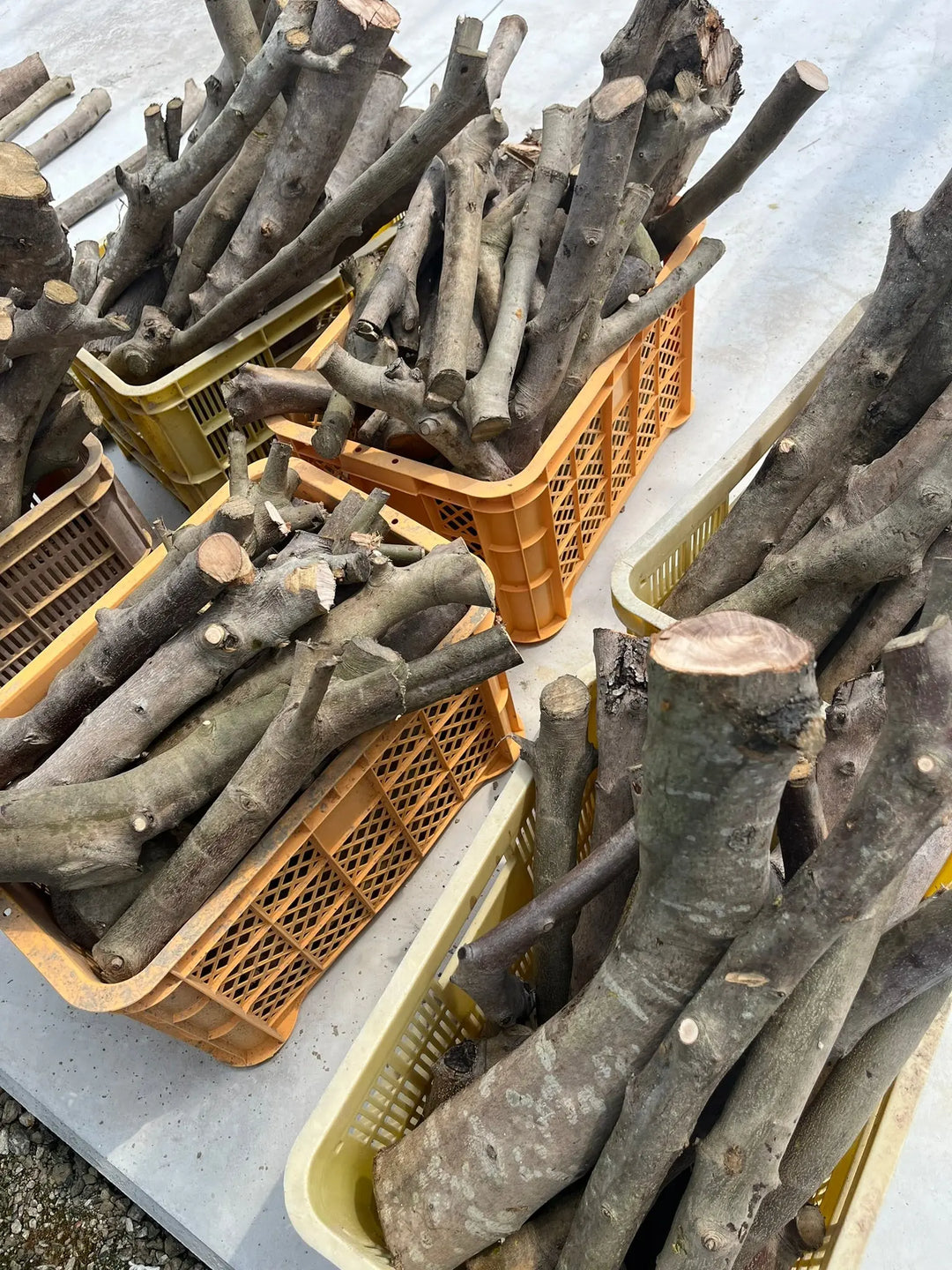 オリーブの木 剪定枝 オリーブ 剪定枝 切枝 太い枝5cm以下10〜20本