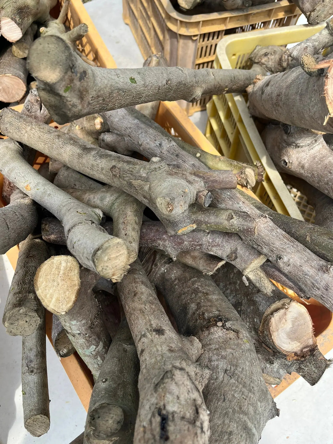 オリーブの木 剪定枝 オリーブ 剪定枝 切枝 太い枝5cm以下10〜20本