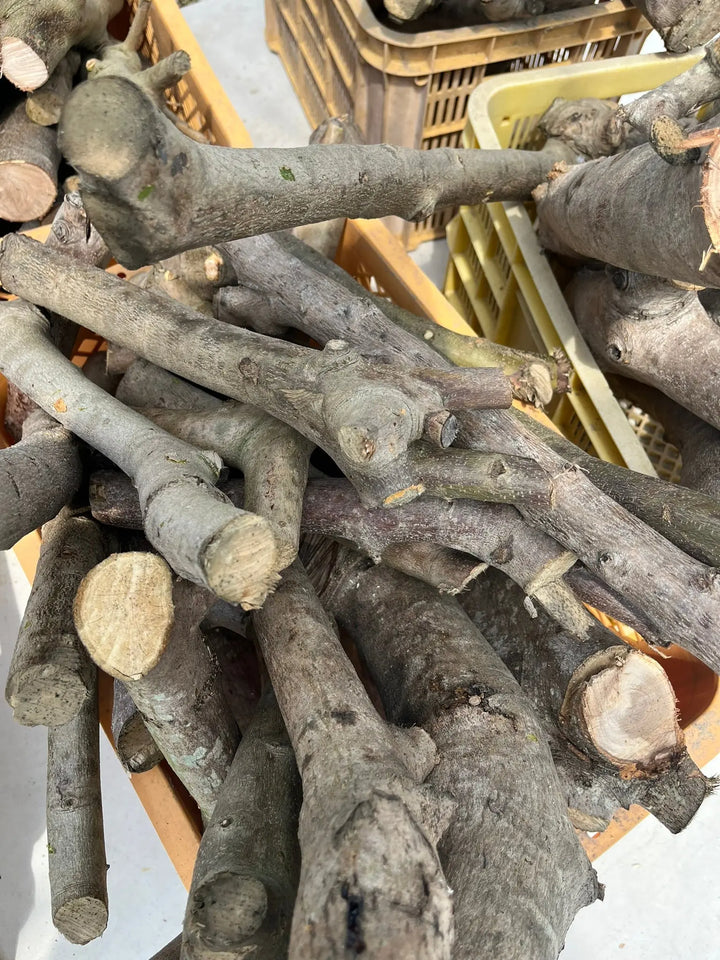 オリーブの木 剪定枝 オリーブ 剪定枝 切枝 太い枝5cm以下10〜20