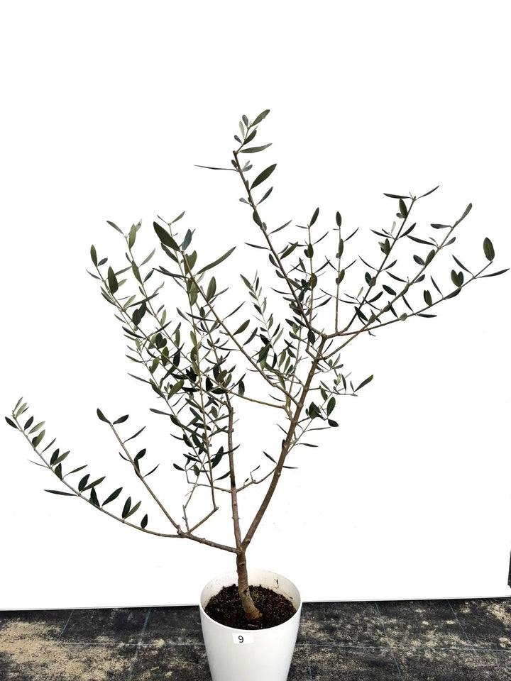 希少・自家受粉】オークラン（オリーブの木）〈開帳型〉｜110cm｜S