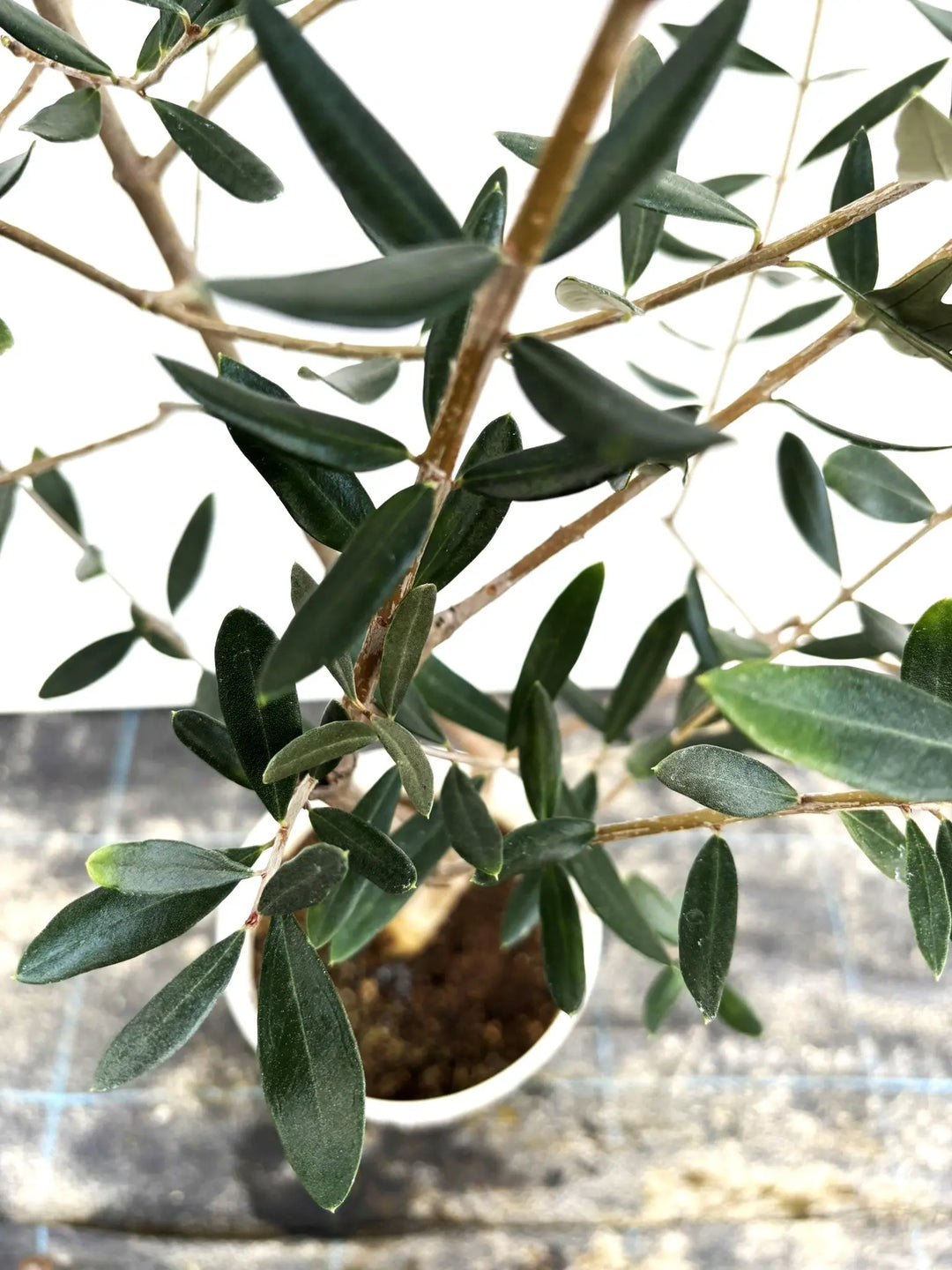 希少・自家受粉】オークラン（オリーブの木）〈開帳型〉｜110cm｜S