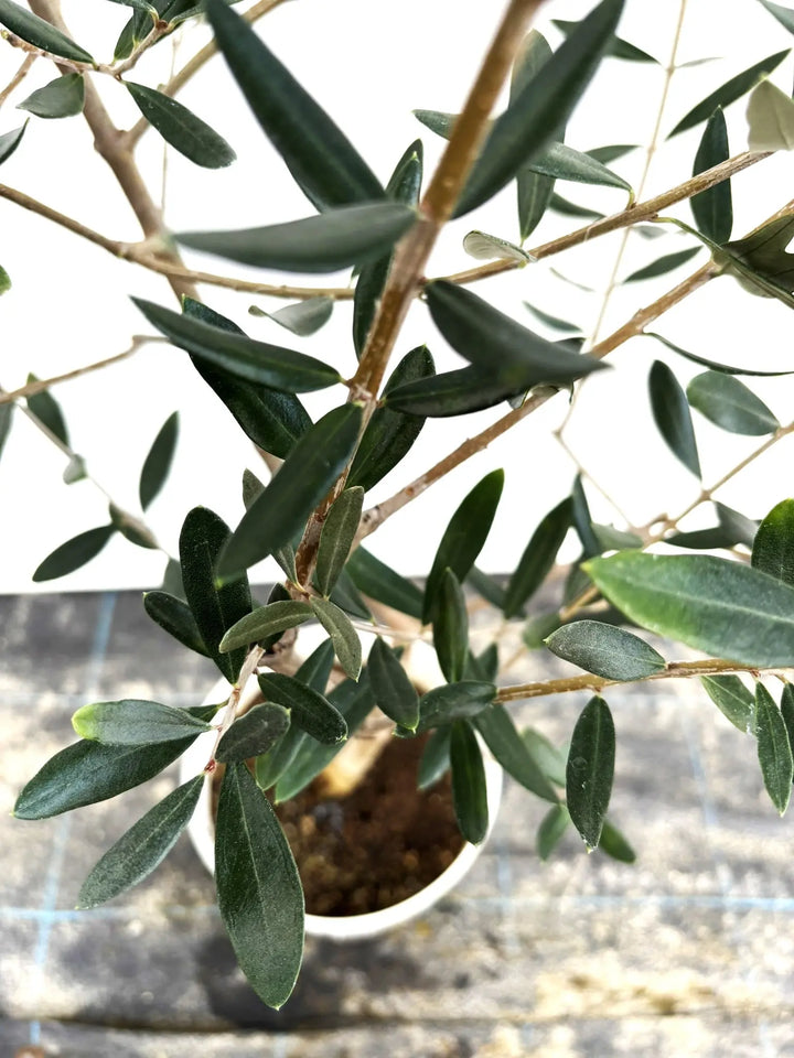 希少・自家受粉】オークラン（オリーブの木）〈開帳型〉｜110cm｜S