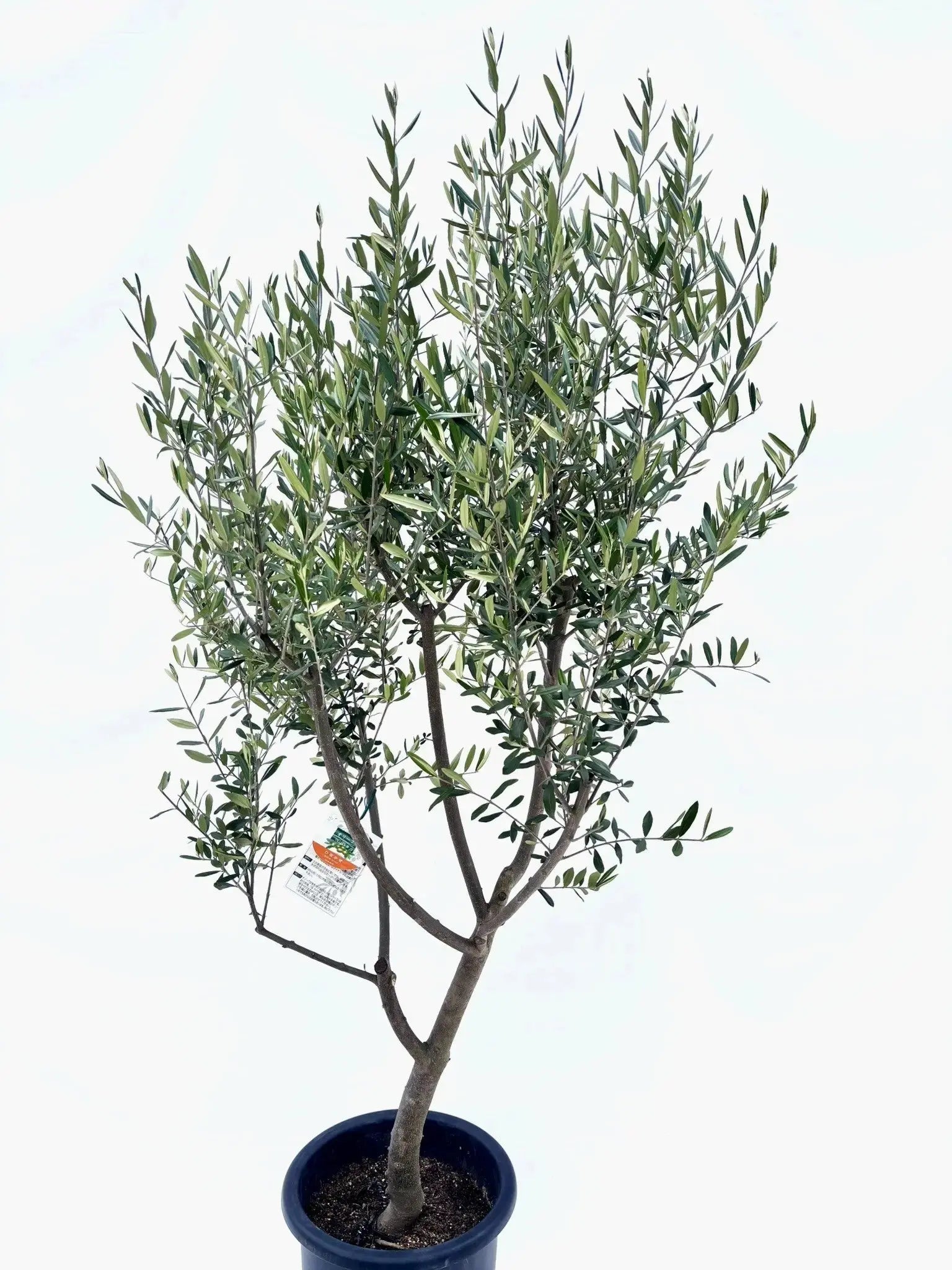 ひなかぜ Lサイズ 約180cm NO.10403 オリーブの木 - 株式会社鶴亀園
