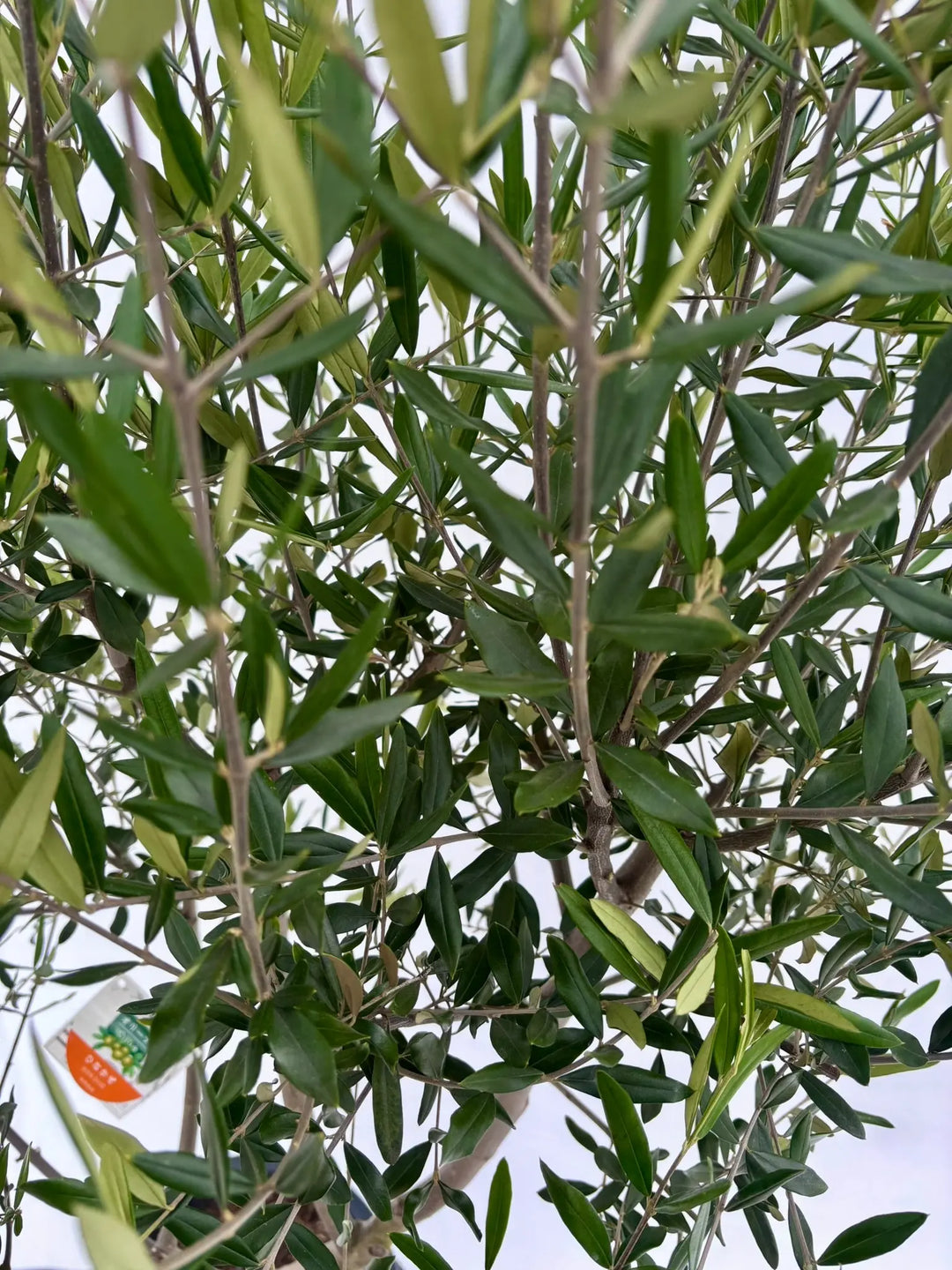 ひなかぜ Lサイズ 約180cm NO.10403 オリーブの木 - 株式会社鶴亀園