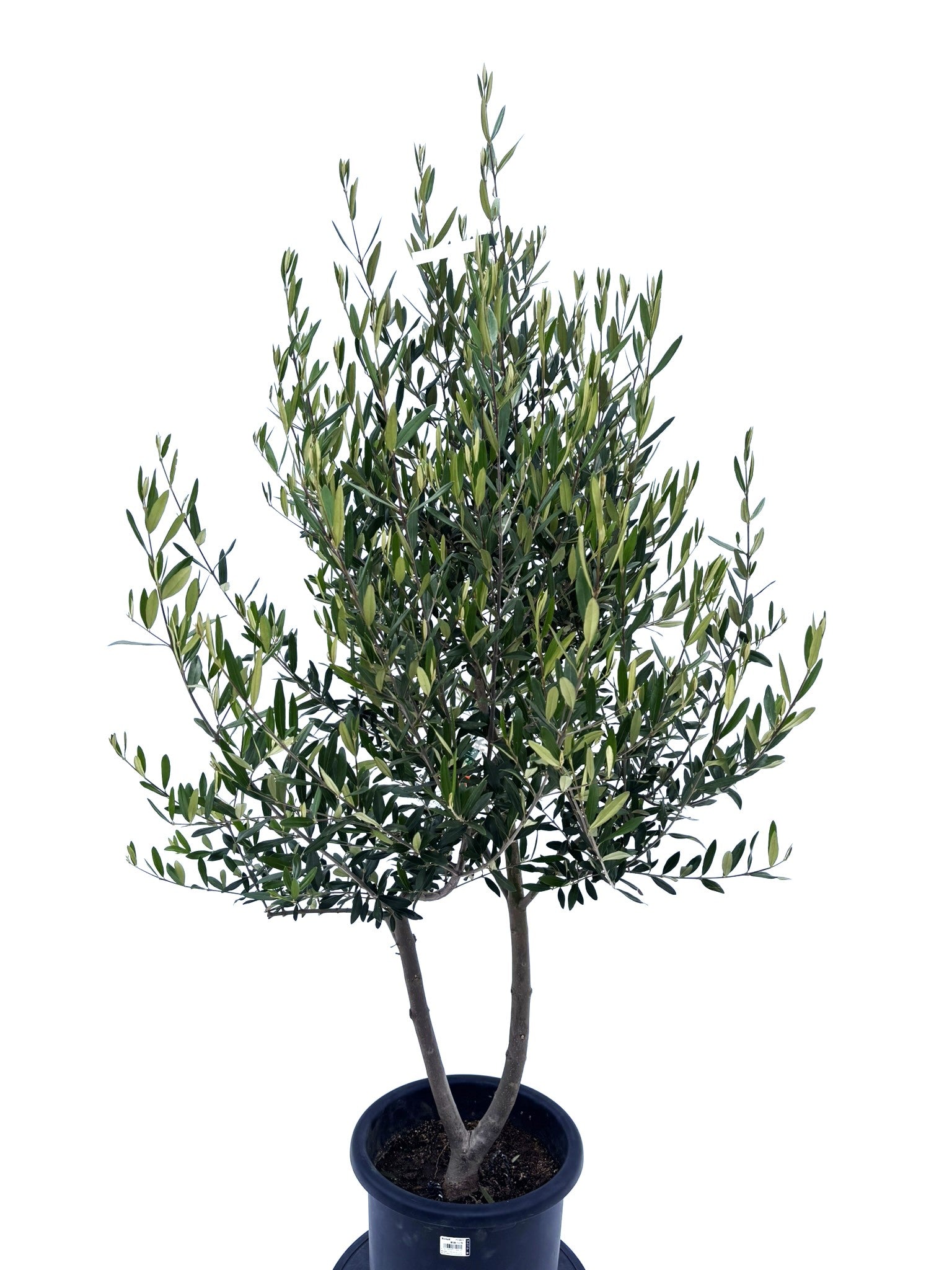 逆輸入 ひなかぜ Lサイズ ひな オリーブの木□品種名 NO.10404 約170cm その他観葉植物