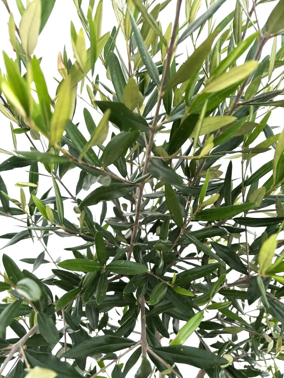 初心者向き・直立型】ひなかぜ（オリーブの木）〈目隠し〉｜170cm｜L