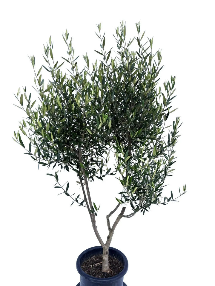 初心者向き・直立型】ひなかぜ（オリーブの木）〈目隠し〉｜170cm｜L