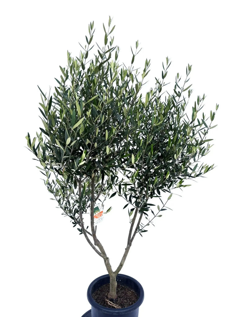 オリーブの木　フリーカット　空想は果てしなく広がる　約34cm オリーブの木 フリーカット 空想は果てしなく広がる 約34cm
