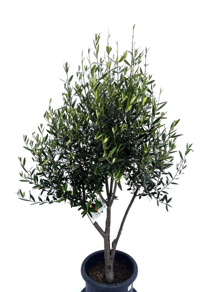オリーブの木　ひなかぜ　8号　約150cm　K-231　現品掲載 ひなかぜ Lサイズ 約150cm NO.10408 オリーブの木 - 株式会社鶴亀園