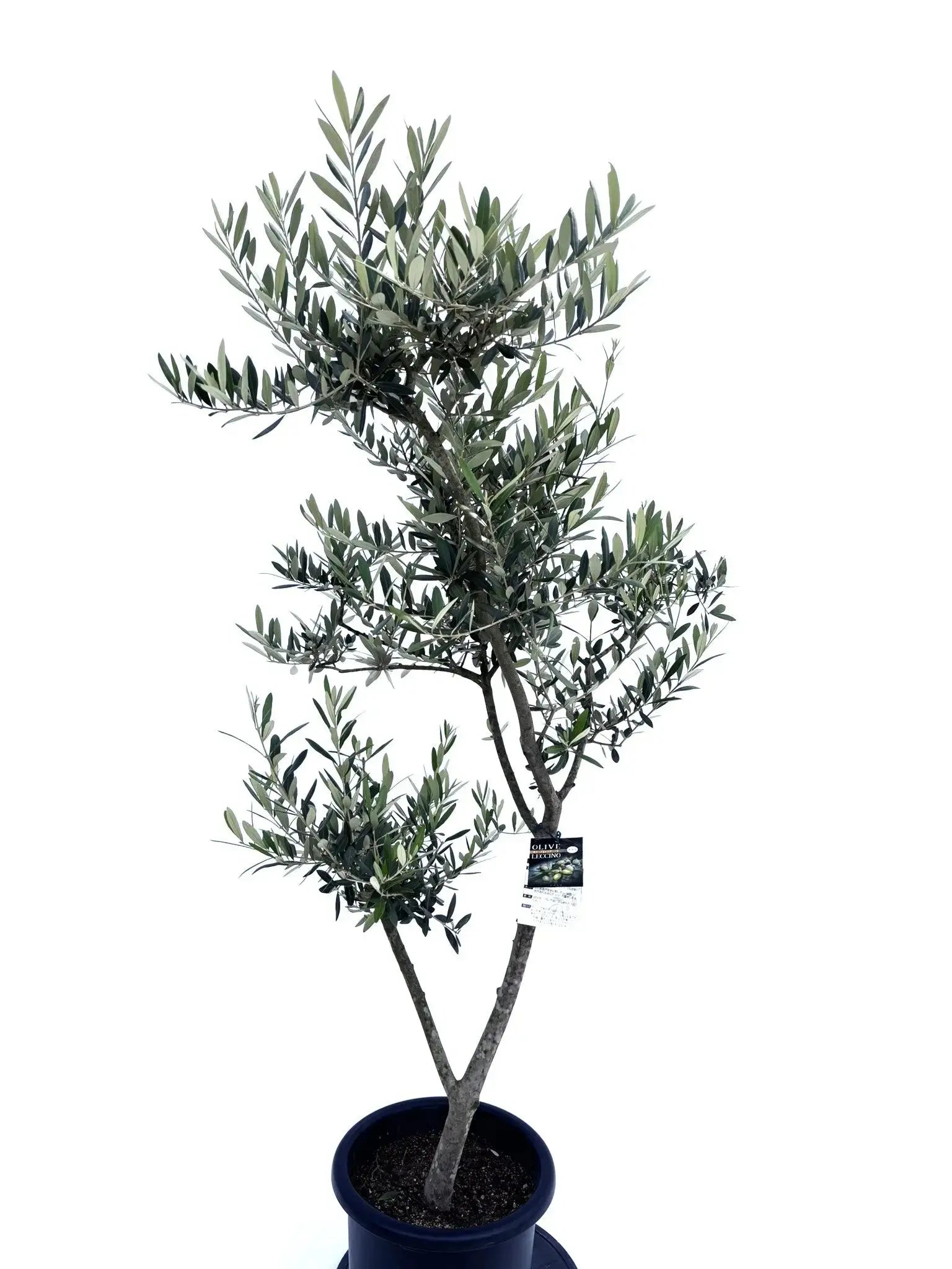 レッチーノ Lサイズ 約160cm 10409 オリーブの木 - 株式会社鶴亀園