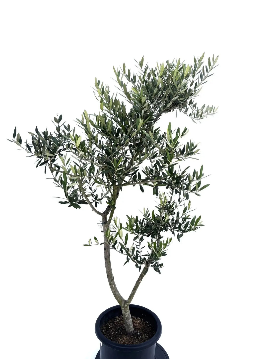 【引取り限定】オリーブの木 中型⭐︎古木⭐︎約160cm レッチーノ Lサイズ 約160cm 10409 オリーブの木 - 株式会社鶴亀園