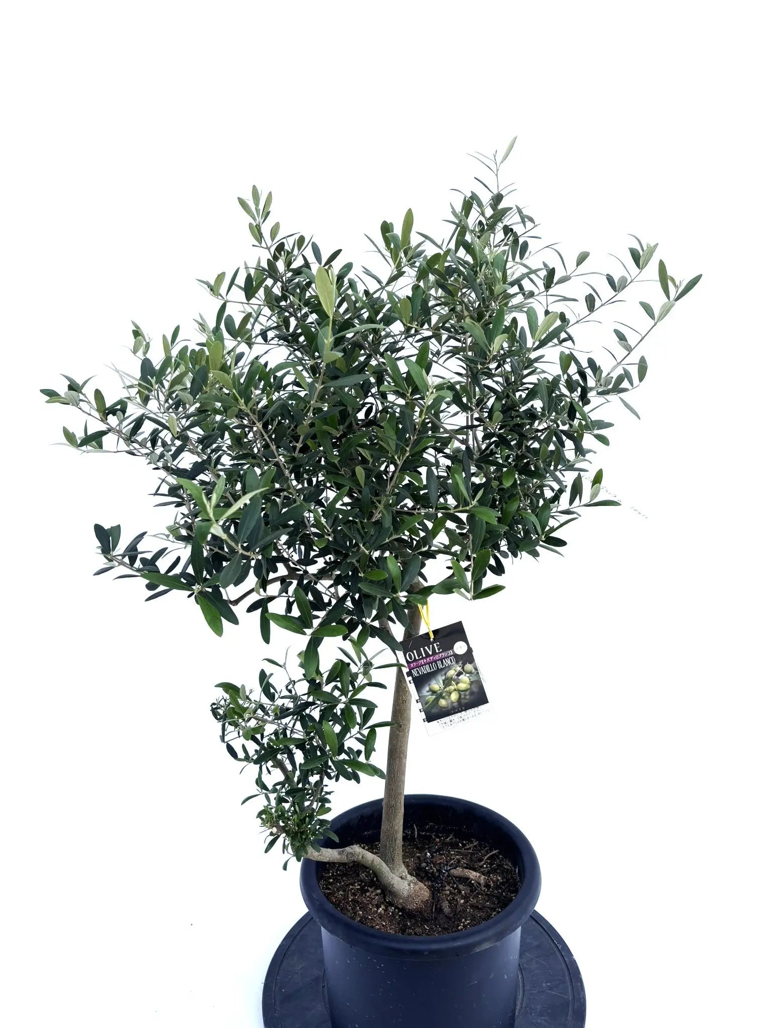 IMG_5329.jpg?v=1749426402