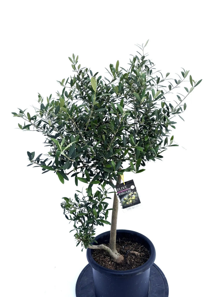 ネバディロブランコ Mサイズ 約100cm NO.10411 オリーブの木