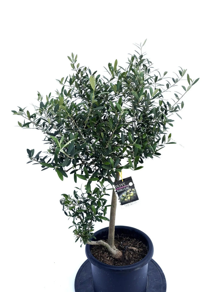 オリーブの木　ネバディロブランコ　約110cm　NO.1940　大型　現品掲載 オリーブの木 ネバディロブランコ 約110cm NO.1940 大型 現品掲載