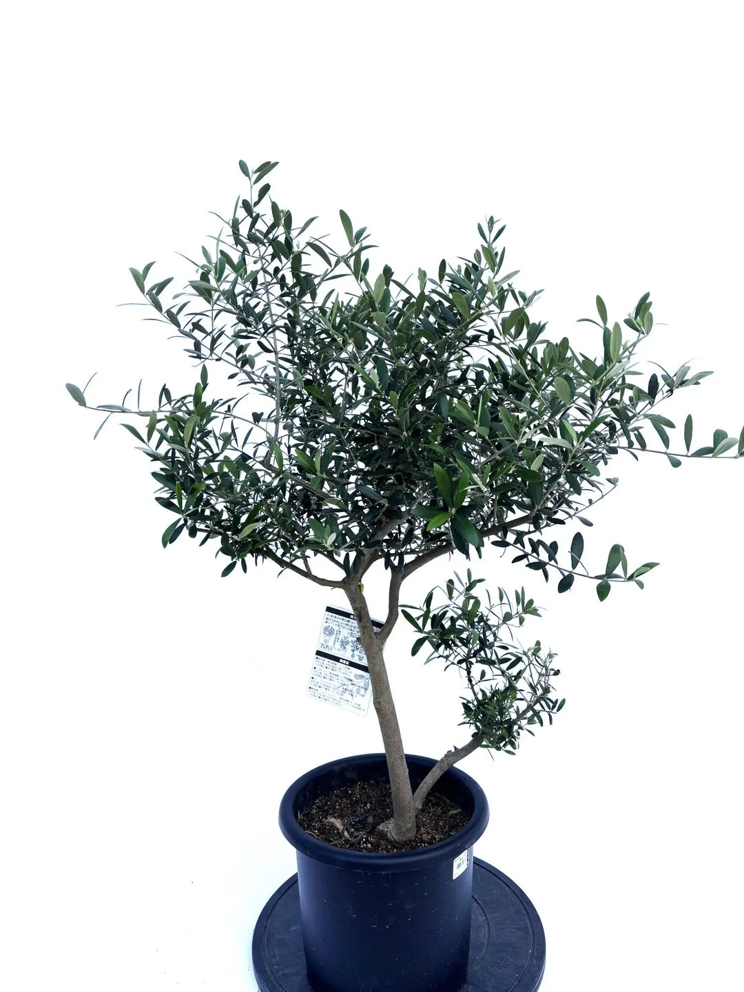 オリーブの木　ネバディロブランコ　10号　約100cm　K-243　人気　現品 オリーブの木ネバディロブランコ10号約130cmK-164人気品種