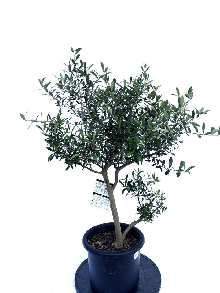 ネバディロブランコ Mサイズ 約100cm NO.10411 オリーブの木 - 株式