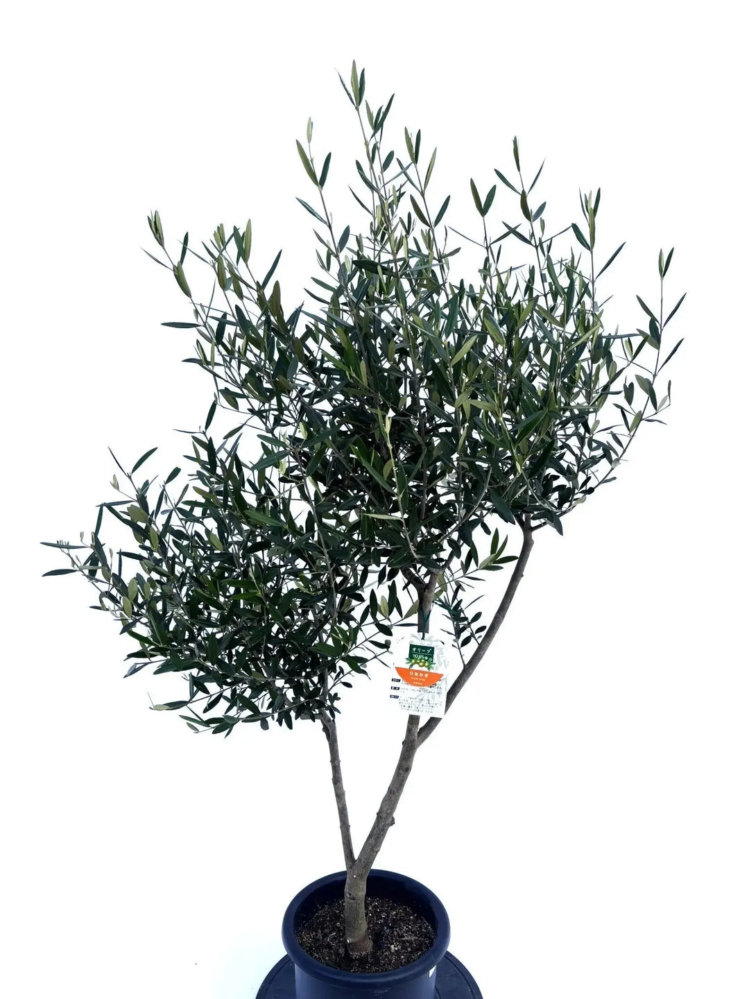 おすすめのオリーブの木 - 株式会社鶴亀園 – ページ13