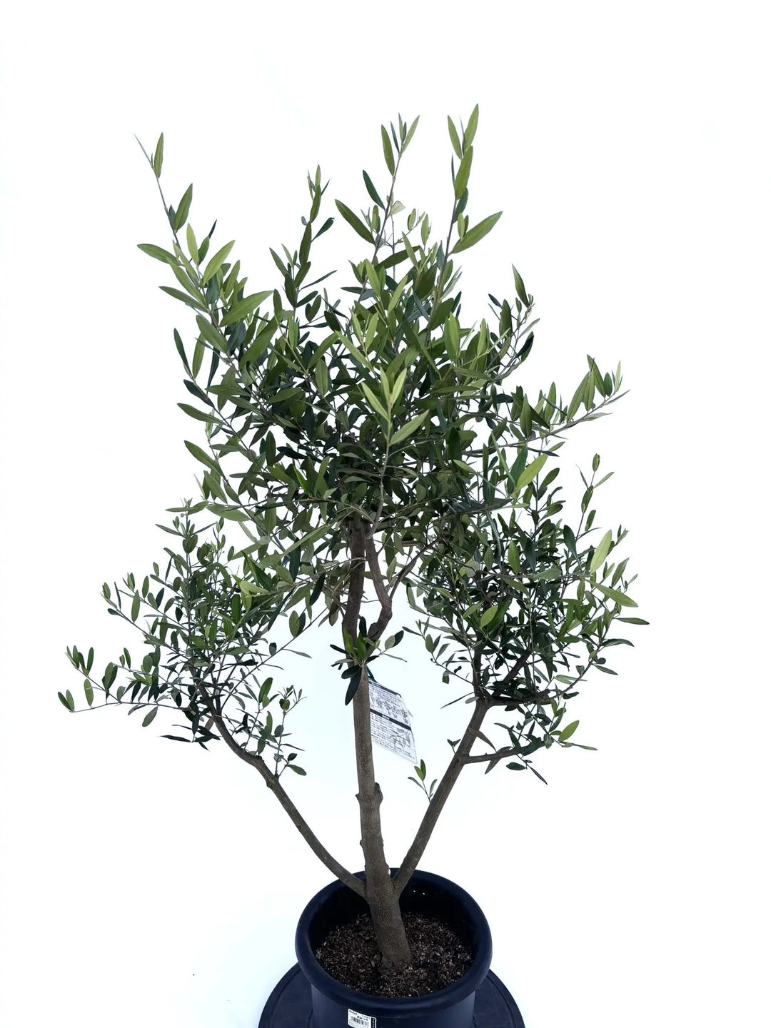 ひなかぜ Mサイズ 約120cm NO.10414 オリーブの木 - 株式会社鶴亀園
