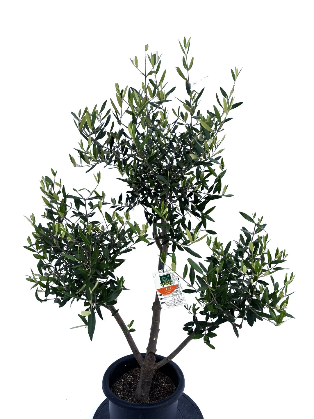 ひなかぜ Mサイズ 約120cm NO.10414 オリーブの木□品種名 ひな