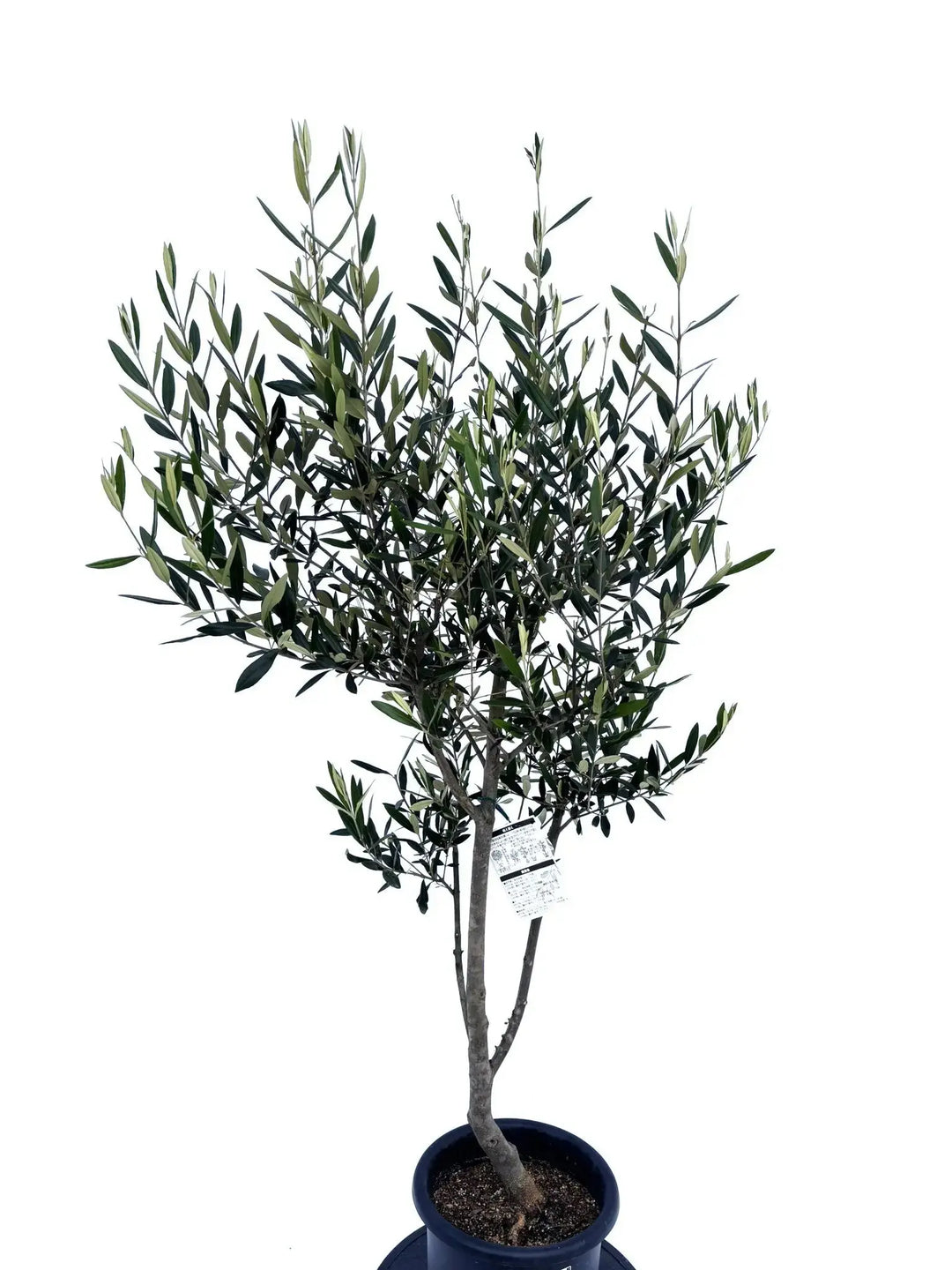 オリーブの木　ひなかぜ　10号　約195cm　NO.878　現品掲載 オリーブ・ひなかぜ 10号 | 観葉植物の通販 AND PLANTS (アンドプランツ)