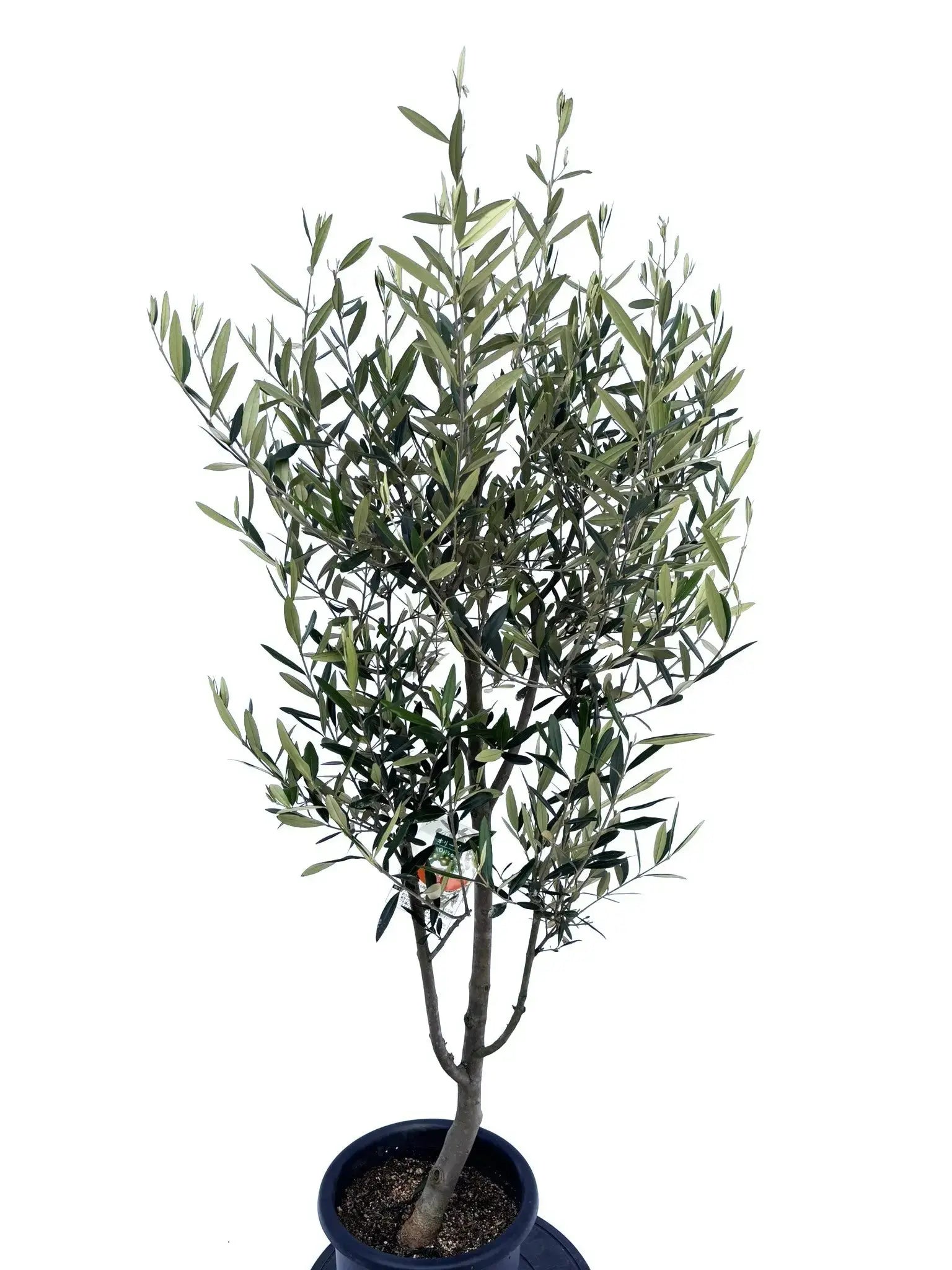 オリーブの木,た植物/観葉植物 シプレッシーノ『特大、綺麗な樹形。全長約190㌢ オリーブの木,た植物/観葉植物 シプレッシーノ『特大、綺麗な樹形