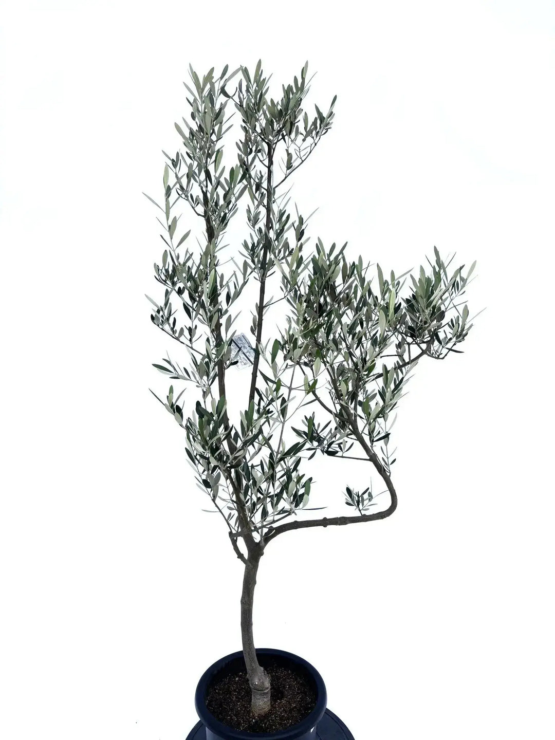 ミッション Mサイズ 約150cm NO.10417 オリーブの木 - 株式会社鶴亀園