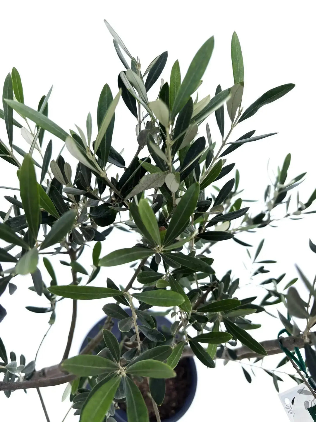 o*u様 オリーブの木,た植物/観葉植物ミッション『綺麗な樹形。全長約160㌢ o*u様 オリーブの木,た植物/観葉植物ミッション『綺麗な樹形。