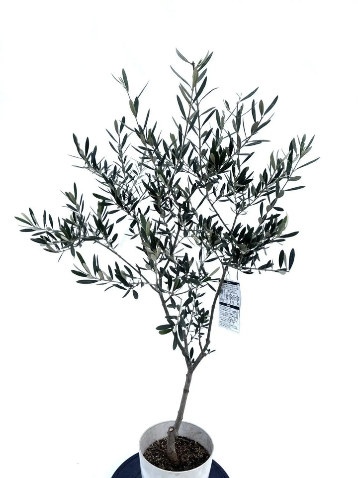 アメリカン Sサイズ 約120cm NO.10419 オリーブの木 - 株式会社鶴亀園