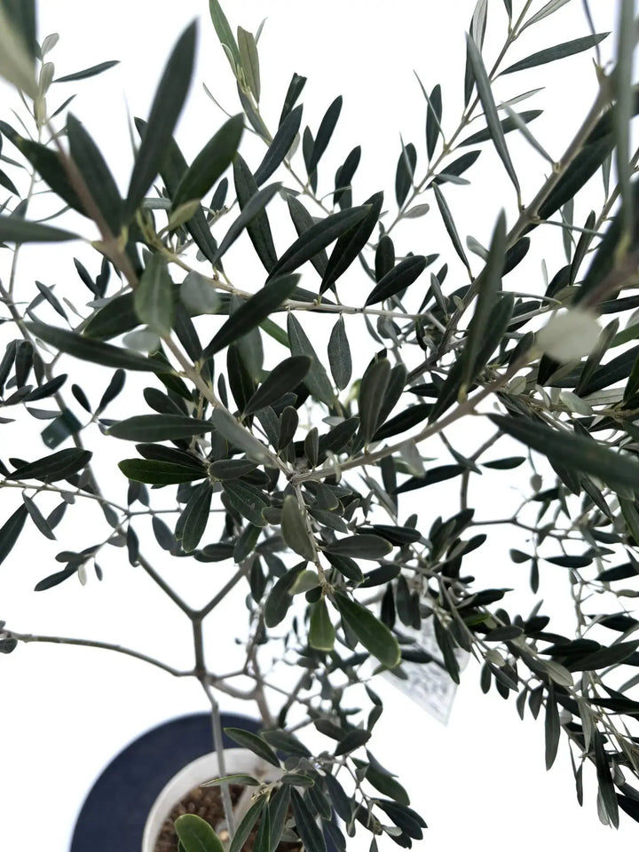 アメリカン Sサイズ 約120cm NO.10419 オリーブの木 - 株式会社鶴亀園