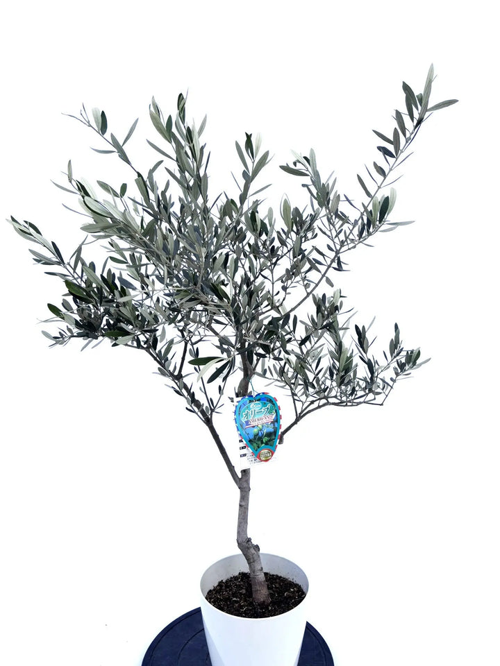 アメリカン Sサイズ 約110cm NO.10420 オリーブの木 - 株式会社