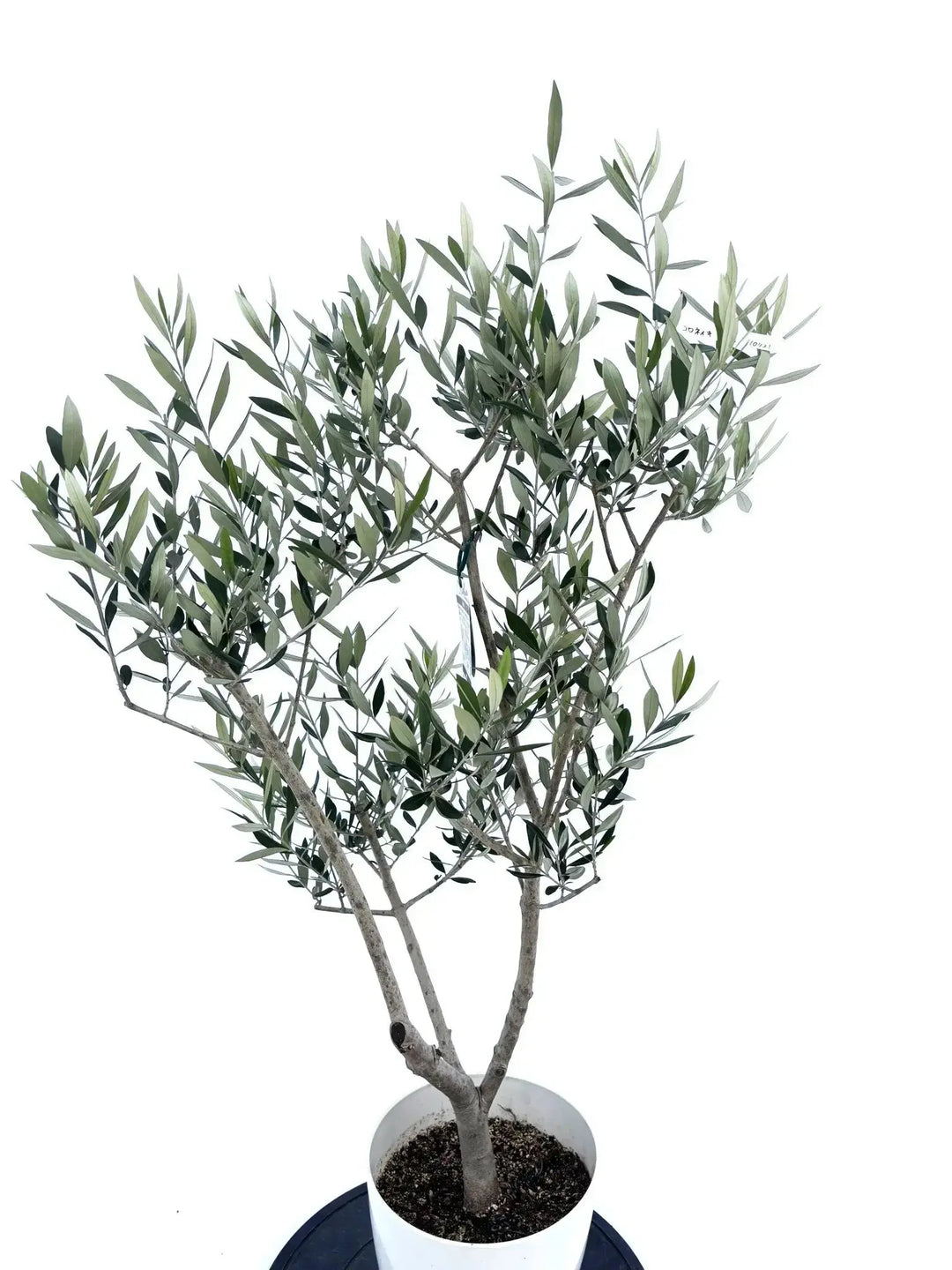 全ての商品 - 株式会社鶴亀園 – ページ33