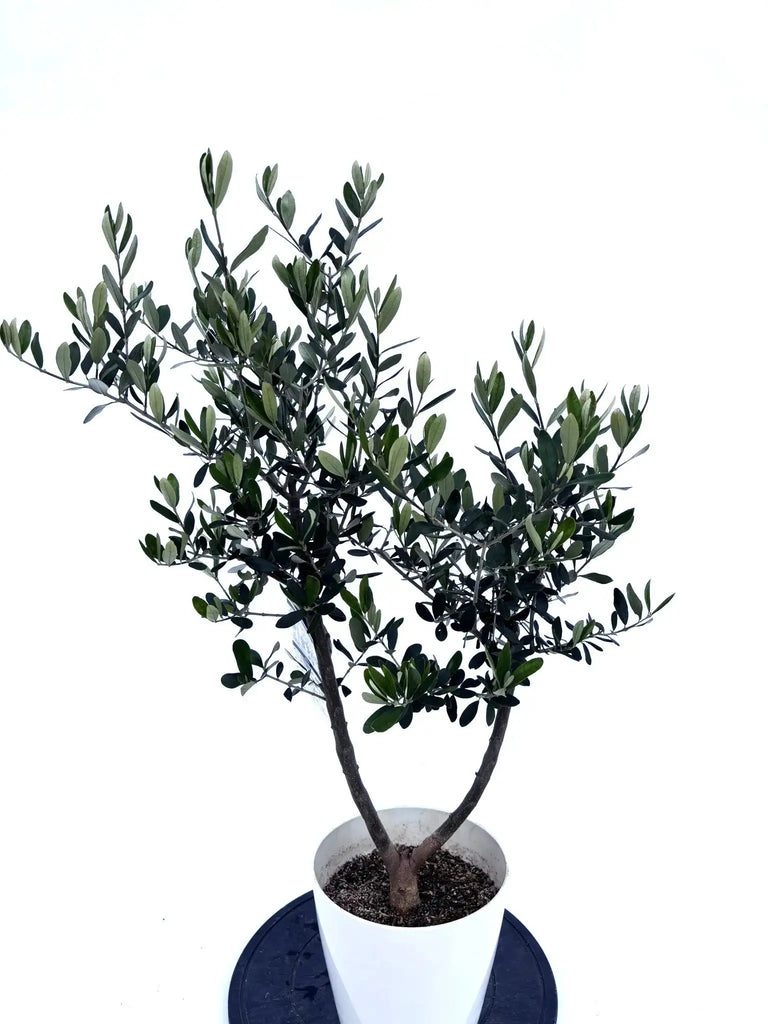 ピッチョリーネ Sサイズ 約95cm NO.10425 オリーブの木 - 株式