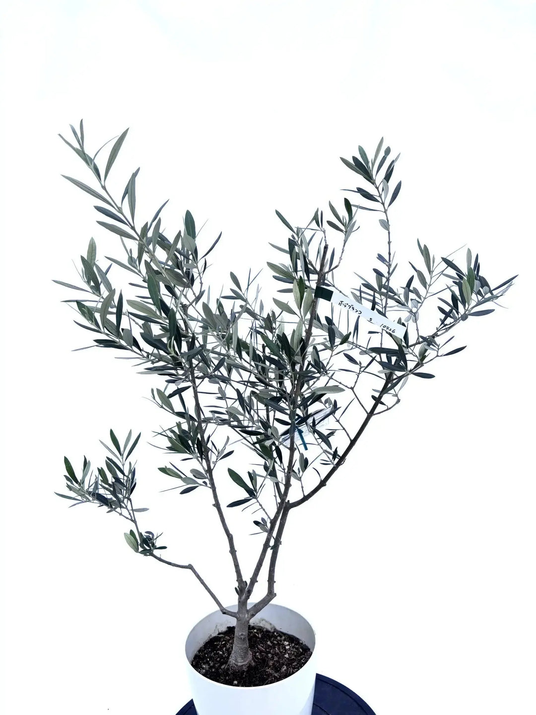 人気・銀葉】ホジブランコ（オリーブの木）「初心者向き」｜95cm