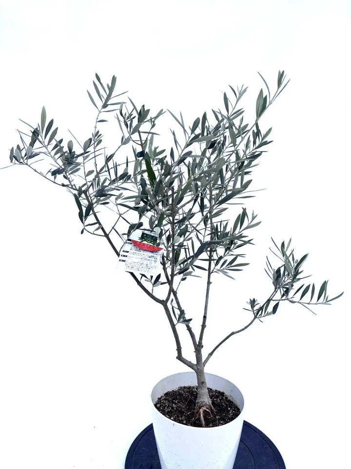 人気・銀葉】ホジブランコ（オリーブの木）「初心者向き」｜95cm｜S