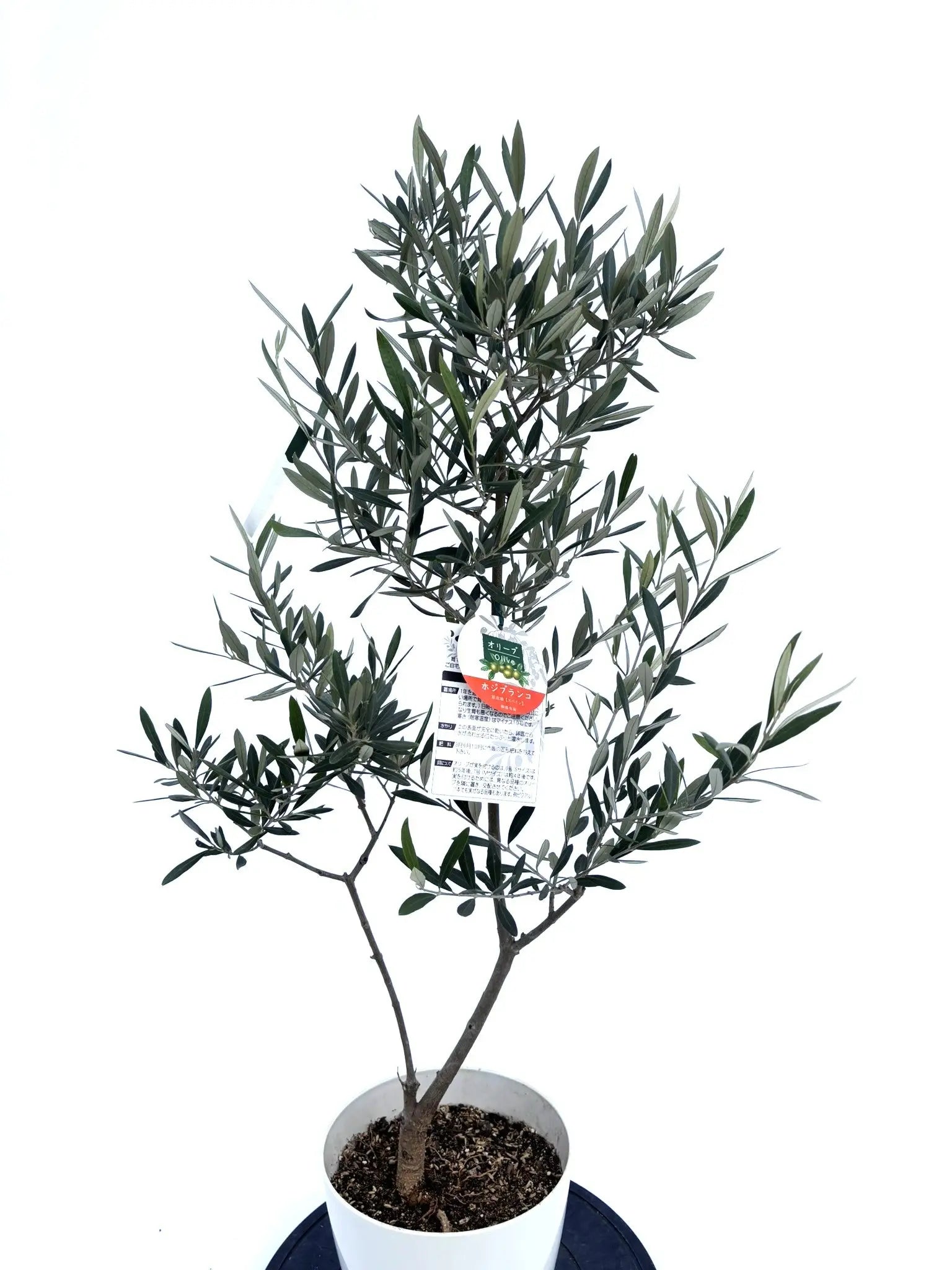 ホジブランコ Sサイズ 約100cm NO.10427 オリーブの木 - 株式会社鶴亀園