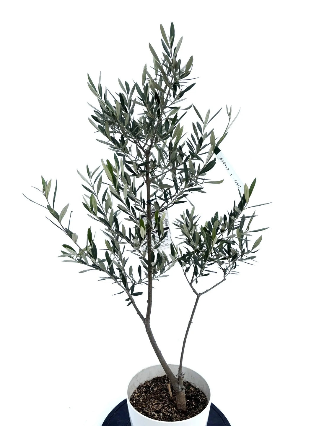 ホジブランコ Sサイズ 約100cm NO.10427 オリーブの木 - 株式会社鶴亀園