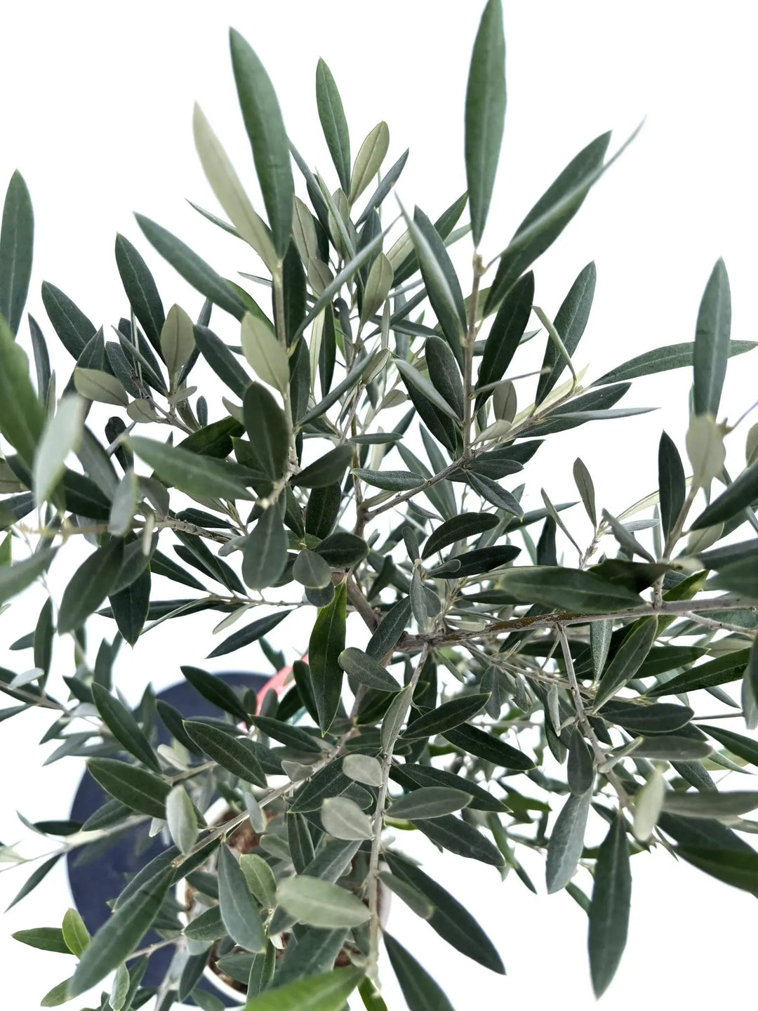 ホジブランコ Sサイズ 約100cm NO.10427 オリーブの木 - 株式会社鶴亀園