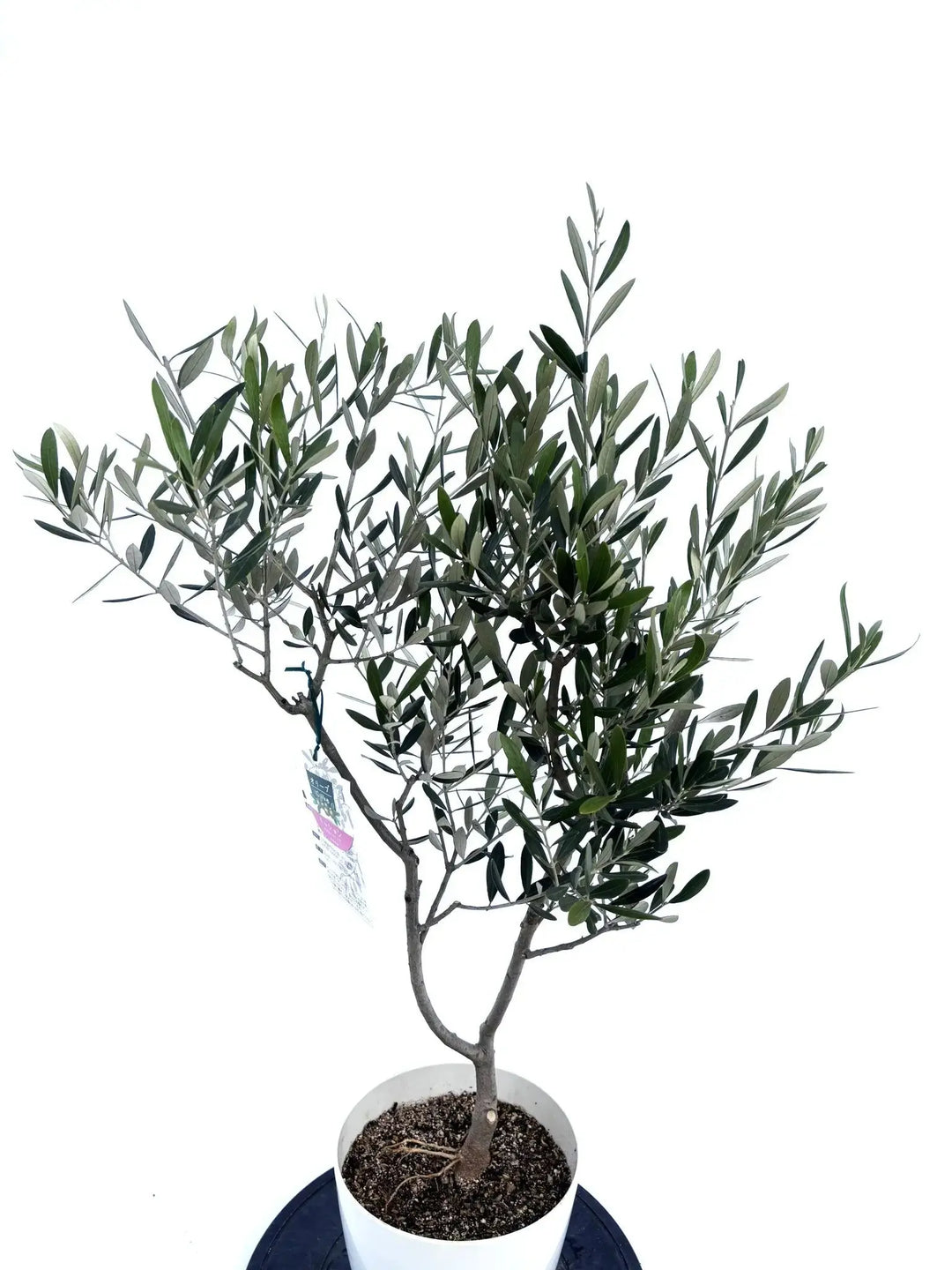 オリーブの木　マウリィーノ　10号　約140cm　K-85　希少品種　一点物 オリーブの木 マウリィーノ 10号 約140cm K-85 希少品種 一点物